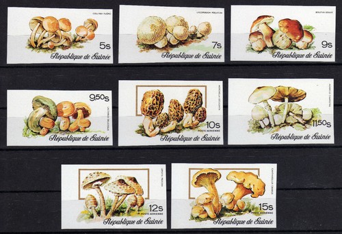 Guinee guinea champignon - guinea,